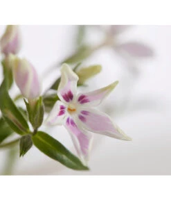 Teppich-Phlox -Haus Pflanzen Welt 8363798 PR DE 001 PhloxDouglasiGestreiftT9DehnerExpressZS