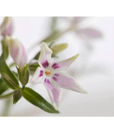 Teppich-Phlox -Haus Pflanzen Welt 8363798 PR DE 001 PhloxDouglasiGestreiftT9DehnerExpressZS