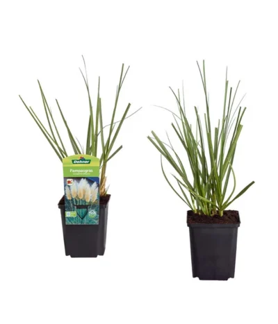 Pampasgras