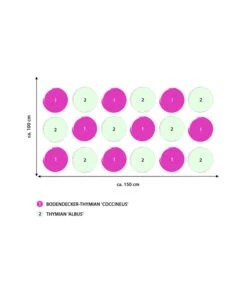 Stauden-Set Duftender Thymian, 18-teilig -Haus Pflanzen Welt 8386518 WE IG 001 StaudensetDuftenderThymian