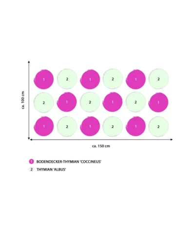 Stauden-Set Duftender Thymian, 18-teilig -Haus Pflanzen Welt 8386518 WE IG 001 StaudensetDuftenderThymian