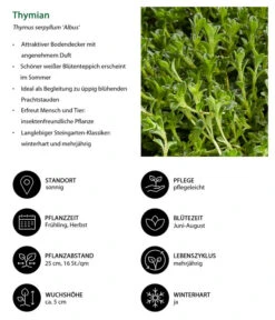 Stauden-Set Duftender Thymian, 18-teilig -Haus Pflanzen Welt 8389835 WE IG 001 Thymian