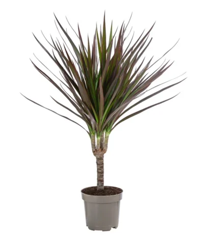 Zimmerpflanzen-Set Drachenhöhle, 4-teilig -Haus Pflanzen Welt 8400103 WE FS 001 DracaenaMarginataMagenta1erTuffT11