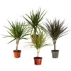 Zimmerpflanzen-Set Drachenhöhle, 4-teilig -Haus Pflanzen Welt 8400103 WE FS 001 PflanzensetDrachenhoehle