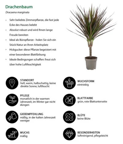 Zimmerpflanzen-Set Drachenhöhle, 4-teilig -Haus Pflanzen Welt 8400103 WE IG 001 Drachenbaum