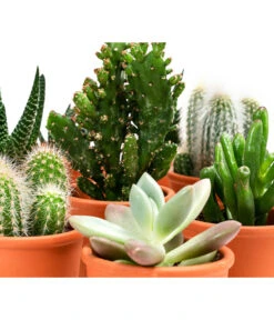Sukkulenten- & Kakteen-Set In Keramik, Verschiedene Sorten, 15-teilig -Haus Pflanzen Welt 8400665 WE DE 001 SukkulentenKakteenMixmitKeramik