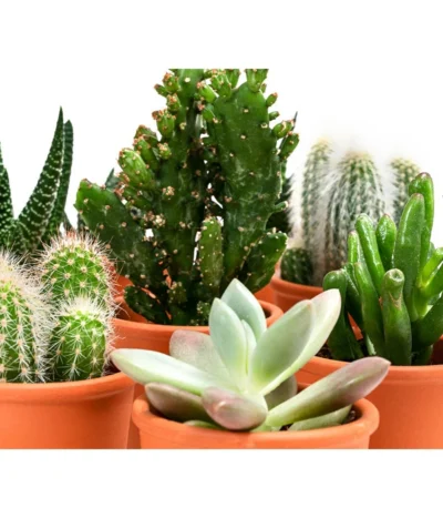 Sukkulenten- & Kakteen-Set In Keramik, Verschiedene Sorten, 15-teilig 8 Sukkulenten- & Kakteen-Set In Keramik, Verschiedene Sorten, 15-teilig -Haus Pflanzen Welt 8400665 WE DE 001 SukkulentenKakteenMixmitKeramik