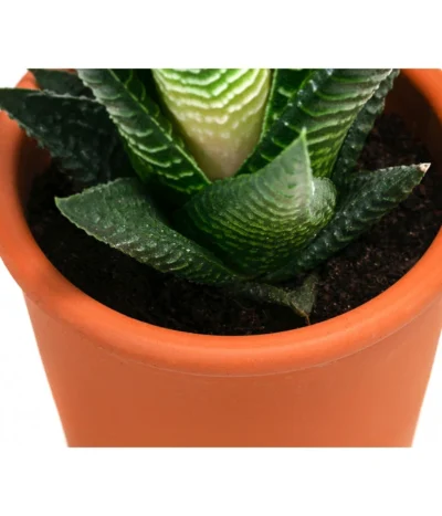 Sukkulenten- & Kakteen-Set In Keramik, Verschiedene Sorten, 15-teilig 9 Sukkulenten- & Kakteen-Set In Keramik, Verschiedene Sorten, 15-teilig -Haus Pflanzen Welt 8400665 WE DE 002 SukkulentenKakteenMixmitKeramik