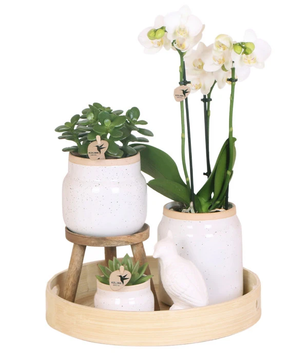 Pflanzen-Arrangement Vintage White, 9-teilig 3 Pflanzen-Arrangement Vintage White, 9-teilig