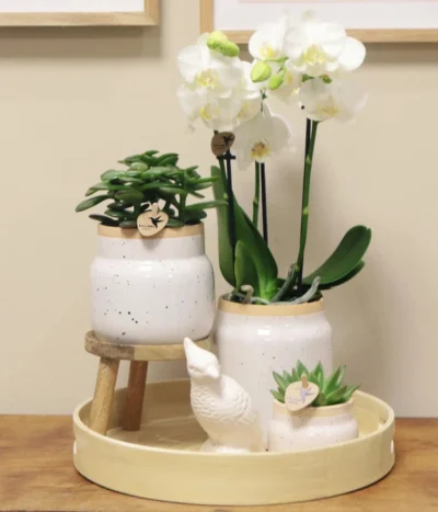 Pflanzen-Arrangement Vintage White, 9-teilig -Haus Pflanzen Welt 8400756 WE MO 002 PflanzensetVitnageWeiss