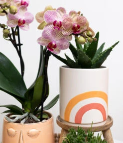 Pflanzen-Arrangement Happy Face, 8-teilig -Haus Pflanzen Welt 8400764 WE MO 002 PflanzensetHappyFace