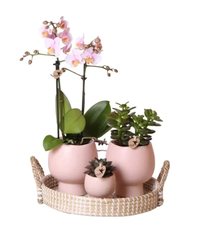 Pflanzen-Arrangement Scandic Nude, 7-teilig