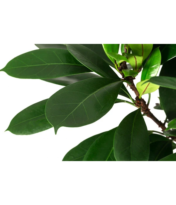 Afrikanische Feige - Ficus Cyathistipula 4 Afrikanische Feige - Ficus Cyathistipula – Bild 2