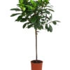 Afrikanische Feige - Ficus Cyathistipula 2 Afrikanische Feige - Ficus Cyathistipula -Haus Pflanzen Welt 8401077 WE FS 001 FicusCyathistipulaT23