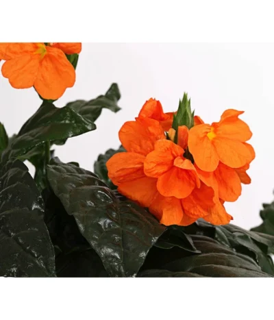 Krossandra - Crossandra Infundibuliformis, Orange -Haus Pflanzen Welt 8401200 WE DE 001 CrossandraInfundibuliformisT12