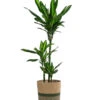Drachenbaum - Dracaena Fragrans 'Cintho', In Seegras-Korb Harmony -Haus Pflanzen Welt 8401218 WE FS 001 DracaenaHarmony Solitaerpflanze
