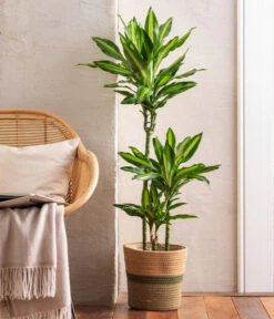 Drachenbaum - Dracaena Fragrans 'Cintho', In Seegras-Korb Harmony -Haus Pflanzen Welt 8401218 WE MO 001 DracaenaCinthomitKorb KombiAngebot