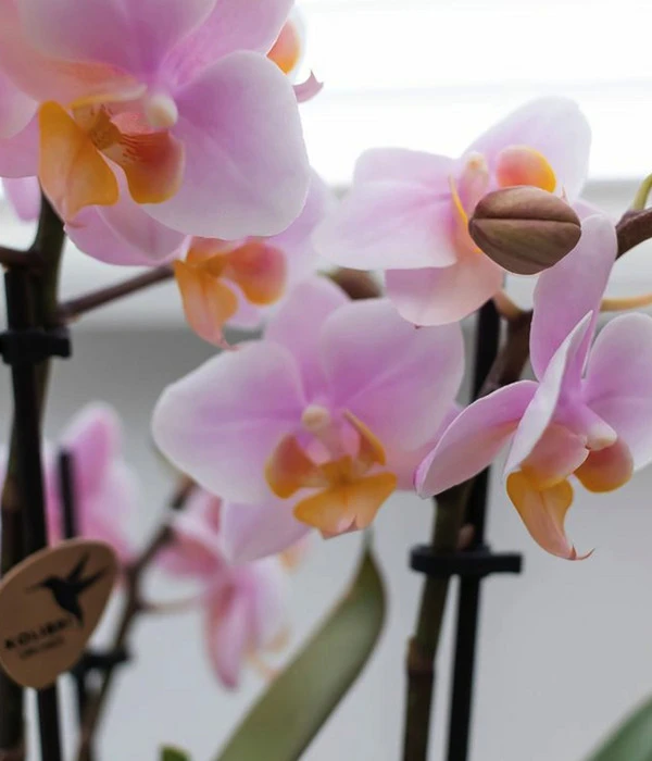 Pflanzen-Arrangement Scandic Rosé, 4-teilig 4 Pflanzen-Arrangement Scandic Rosé, 4-teilig – Bild 2