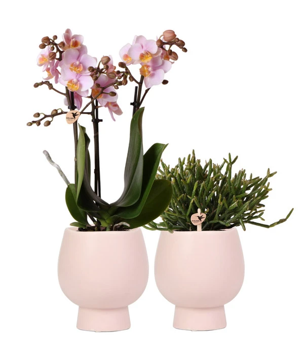 Pflanzen-Arrangement Scandic Rosé, 4-teilig 3 Pflanzen-Arrangement Scandic Rosé, 4-teilig