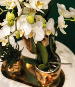 Pflanzen-Arrangement Boutique Chic, 5-teilig -Haus Pflanzen Welt 8401275 WE MO 002 PflanzensetBoutiqueChic