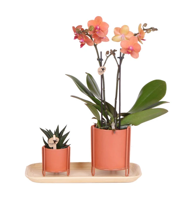 Pflanzen-Arrangement Inner Retreat, 5-teilig 3 Pflanzen-Arrangement Inner Retreat, 5-teilig