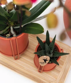 Pflanzen-Arrangement Inner Retreat, 5-teilig 8 Pflanzen-Arrangement Inner Retreat, 5-teilig -Haus Pflanzen Welt 8401283 WE MO 003 PflanzensetInnerRetreat