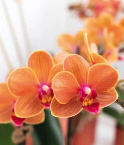 Pflanzen-Arrangement Inner Retreat, 5-teilig 9 Pflanzen-Arrangement Inner Retreat, 5-teilig -Haus Pflanzen Welt 8401283 WE MO 004 PflanzensetInnerRetreat