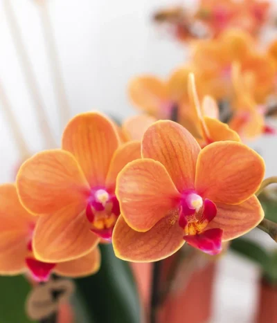 Pflanzen-Arrangement Inner Retreat, 5-teilig 9 Pflanzen-Arrangement Inner Retreat, 5-teilig -Haus Pflanzen Welt 8401283 WE MO 004 PflanzensetInnerRetreat