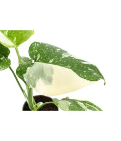 Fensterblatt - Monstera Deliciosa 'Thai Constellation', Panaschiert -Haus Pflanzen Welt 8402034 WE DE 001 MonsteraThaiConstellationT6