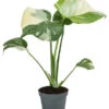 Fensterblatt - Monstera Deliciosa 'Thai Constellation', Panaschiert -Haus Pflanzen Welt 8402034 WE FS 001 MonsteraThaiConstellationT6