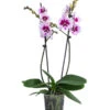 Schmetterlingsorchidee - Phalaenopsis Cultivars 'Aladdin'