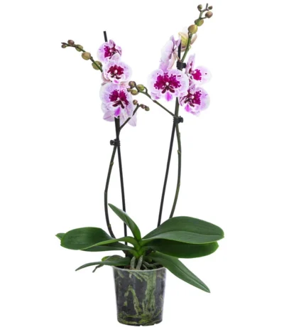 Schmetterlingsorchidee - Phalaenopsis Cultivars 'Aladdin'