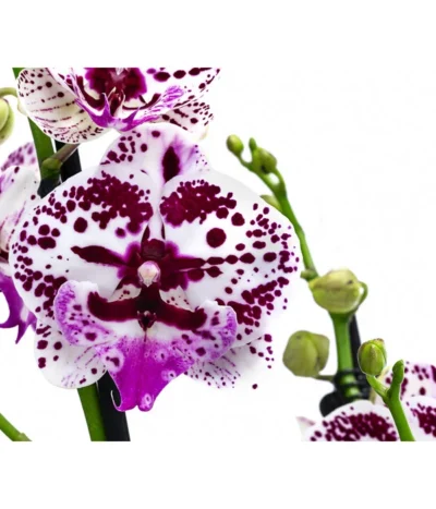 Schmetterlingsorchidee - Phalaenopsis Cultivars 'Signature Speechless Elegance' 5 Schmetterlingsorchidee - Phalaenopsis Cultivars 'Signature Speechless Elegance' -Haus Pflanzen Welt 8402372 WE DE 001 OrchideeSpeechlessElegance