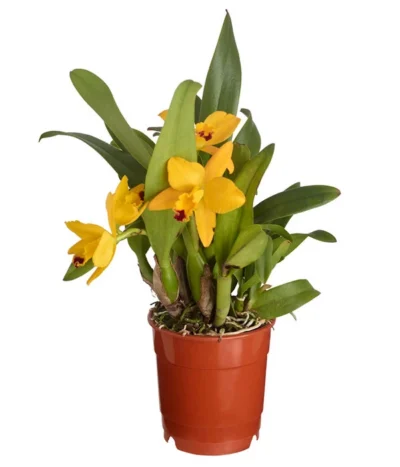 Cattleya-Orchidee - Cattleya Cultivars, Verschiedene Sorten -Haus Pflanzen Welt 8403321 PR FS 001 CattleyaHybrideSunriseT12DehnerExpressZS