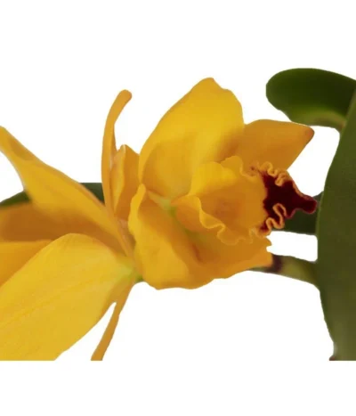 Cattleya-Orchidee - Cattleya Cultivars, Verschiedene Sorten -Haus Pflanzen Welt 8403321 WE DE 001 CattleyaHybrideSunriseT12DehnerExpressZS