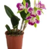 Cattleya-Orchidee - Cattleya Cultivars, Verschiedene Sorten 1 Cattleya-Orchidee - Cattleya Cultivars, Verschiedene Sorten -Haus Pflanzen Welt 8403321 WE FS 001 CattleyaMixDehnerExpressHerzig