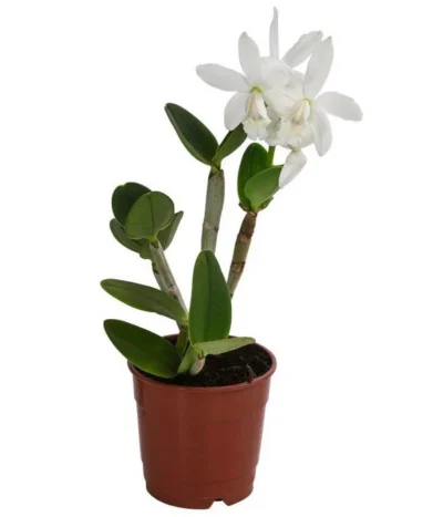 Cattleya-Orchidee - Cattleya Cultivars, Verschiedene Sorten -Haus Pflanzen Welt 8403321 WE FS 001 CattleyaMixT12 DehnerExpressHerzig