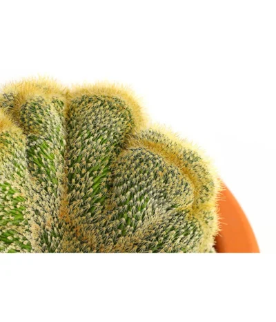 Goldenes Fass - Eriocactus Leninghausii F. Cristata, Im Tontopf 5 Goldenes Fass - Eriocactus Leninghausii F. Cristata, Im Tontopf -Haus Pflanzen Welt 8403735 PR DE 001 EriocactusLeninghausiiCristataT15DehnerExpressHerzig