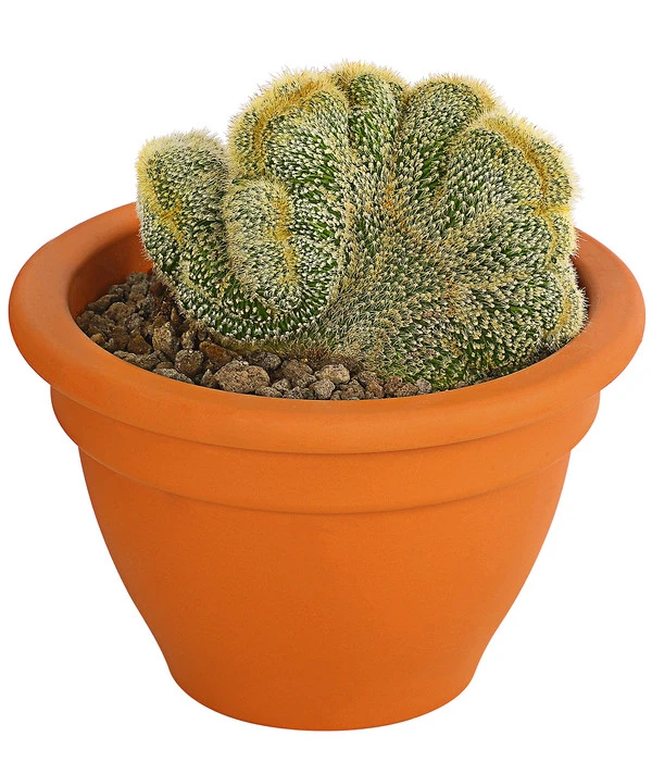 Goldenes Fass - Eriocactus Leninghausii F. Cristata, Im Tontopf 3 Goldenes Fass - Eriocactus Leninghausii F. Cristata, Im Tontopf