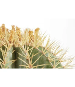 Ferokaktus - Ferocactus Glaucescens -Haus Pflanzen Welt 8403958 PR DE 001 FerocactusGlaucescensT19DehnerExpressZS