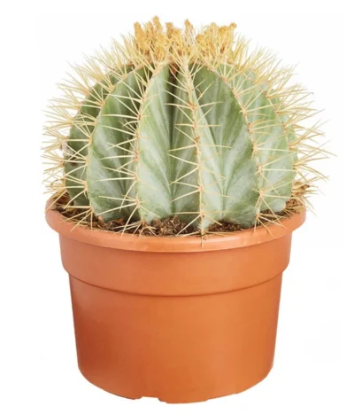 Ferokaktus - Ferocactus Glaucescens