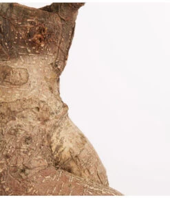 Chinesische Feige - Ficus Microcarpa 'Ginseng', In Keramik, Verschiedene Farben -Haus Pflanzen Welt 8404402 PR DE 001 FicusGinsengBonsaiKeramikschaleT23DehnerExpressZS