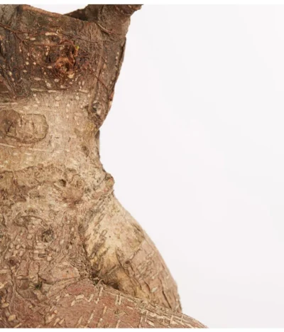 Chinesische Feige - Ficus Microcarpa 'Ginseng', In Keramik, Verschiedene Farben 9 Chinesische Feige - Ficus Microcarpa 'Ginseng', In Keramik, Verschiedene Farben -Haus Pflanzen Welt 8404402 PR DE 001 FicusGinsengBonsaiKeramikschaleT23DehnerExpressZS