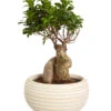Chinesische Feige - Ficus Microcarpa 'Ginseng', In Keramik, Verschiedene Farben -Haus Pflanzen Welt 8404402 PR FS 002 FicusGinsengBonsaiKeramikschaleT23DehnerExpressZS