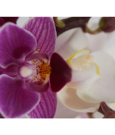 Midi Schmetterlingsorchideen-Duo - Phalaenopsis Cultivars -Haus Pflanzen Welt 8404543 PR DE 001 Phalaenopsis34TrieberTwinSchmetterlingsorchideeDehnerExpressZS