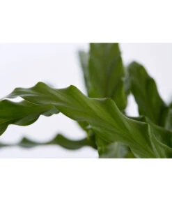 Korbmarante - Calathea 'Bluegrass' 5 Korbmarante - Calathea 'Bluegrass' -Haus Pflanzen Welt 8404824 PR DE 001 CalatheaBluegrassT12DehnerExpressZS