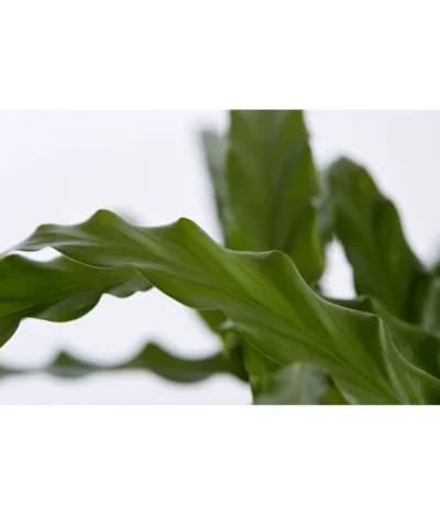 Korbmarante - Calathea 'Bluegrass' 5 Korbmarante - Calathea 'Bluegrass' -Haus Pflanzen Welt 8404824 PR DE 001 CalatheaBluegrassT12DehnerExpressZS