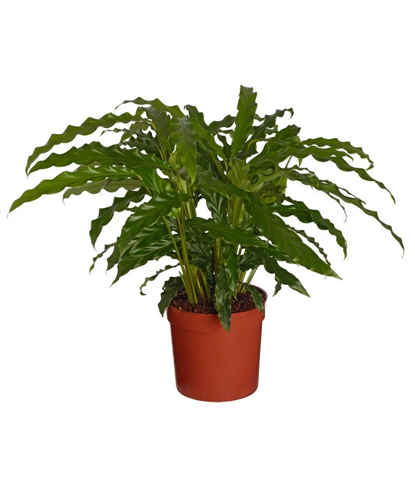 Korbmarante - Calathea 'Bluegrass' 3 Korbmarante - Calathea 'Bluegrass'