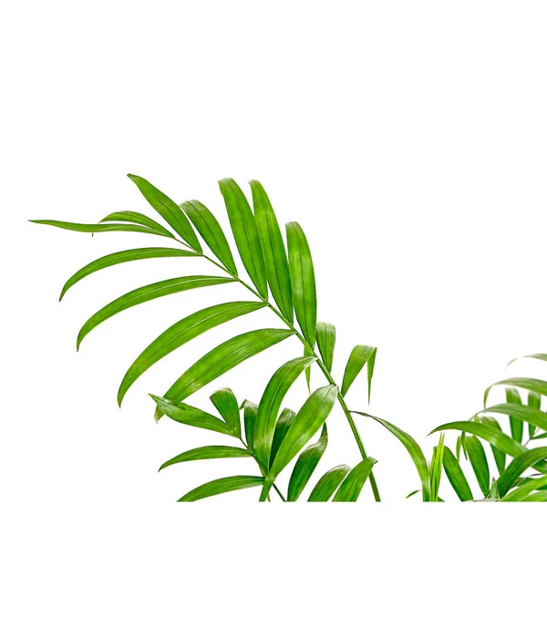 Bergpalme - Chamaedorea Elegans, Hydrokultur 4 Bergpalme - Chamaedorea Elegans, Hydrokultur – Bild 2