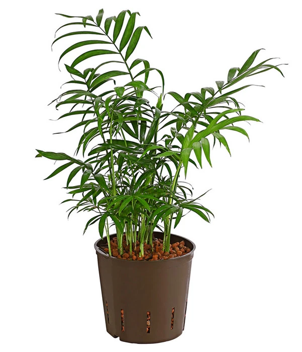 Bergpalme - Chamaedorea Elegans, Hydrokultur 3 Bergpalme - Chamaedorea Elegans, Hydrokultur